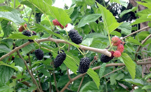 Mulberry California Tropical Fruit Tree Nursery California Tropical Fruit Tree Nursery