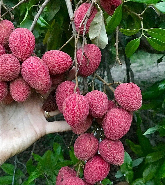 Lychee