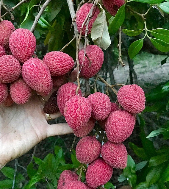 Lychee