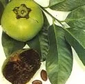 black-sapote-2.jpg