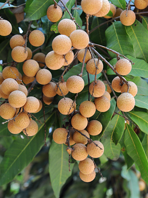 kohala-longan.jpg