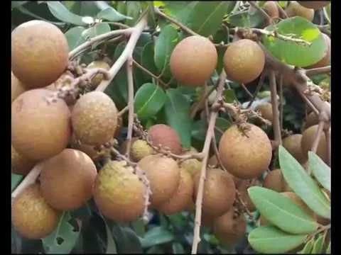 diamond-river-longan.jpg