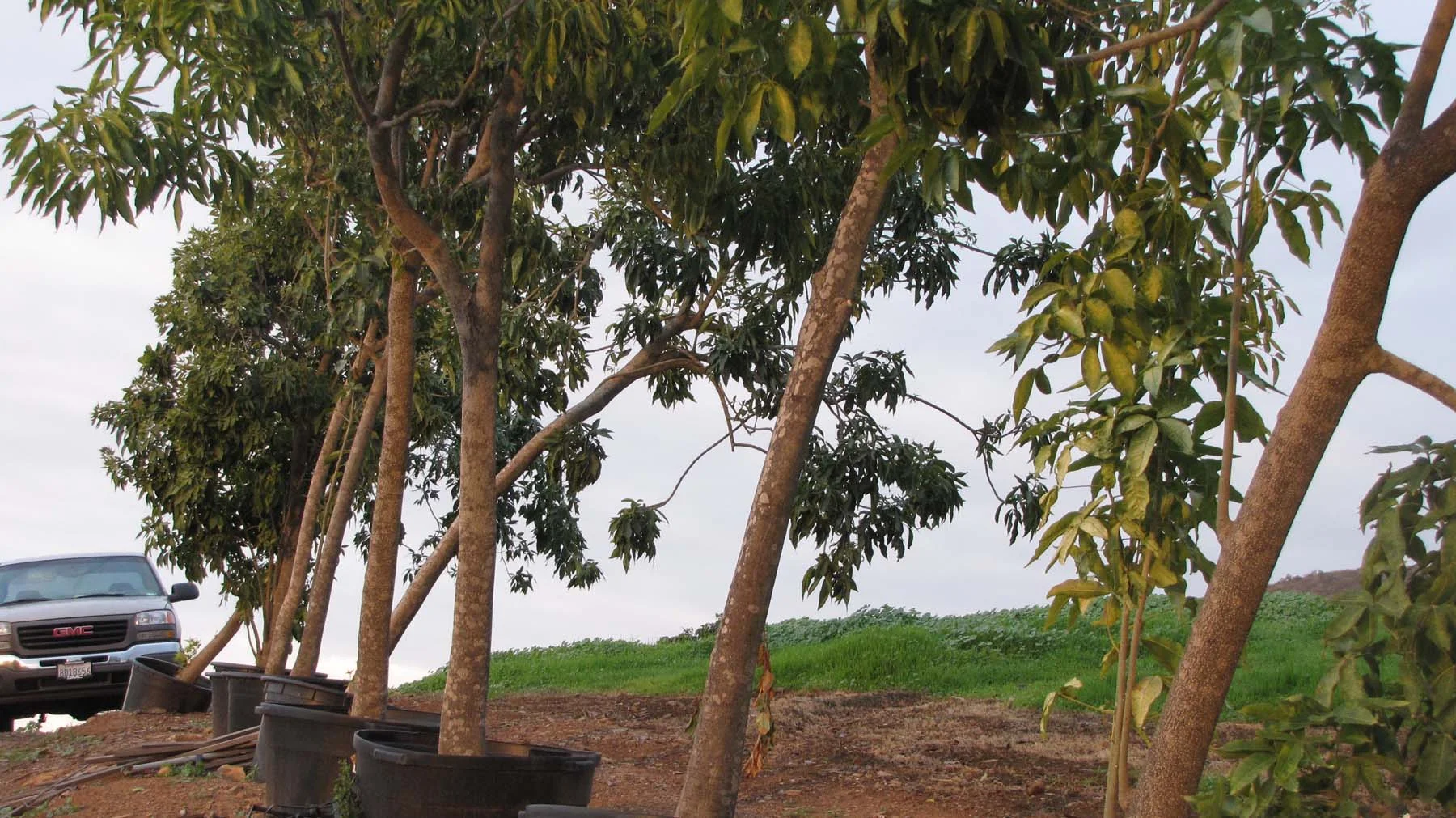 Sapote — California Tropical Fruit Tree Nursery