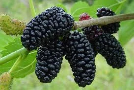 persian-black-mulberry.jpg