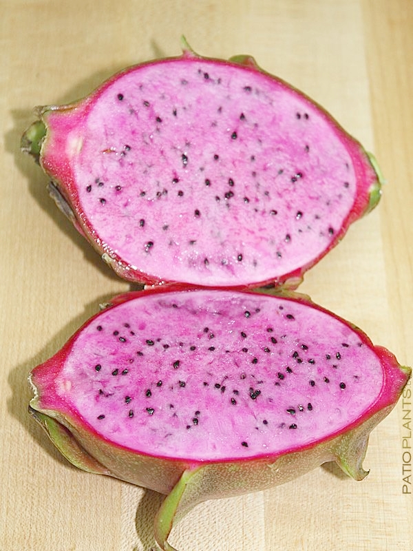 Dragon Fruit California Tropical Fruit Tree Nursery