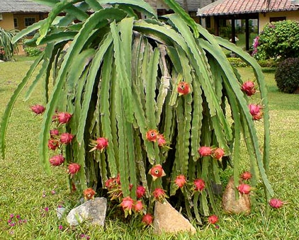  Dragon Fruit : Patio, Lawn & Garden