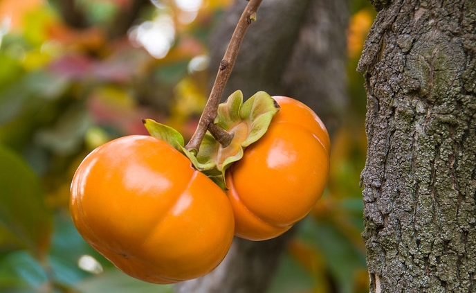 california-tropical-jiro-fuyu-persimmon.jpg