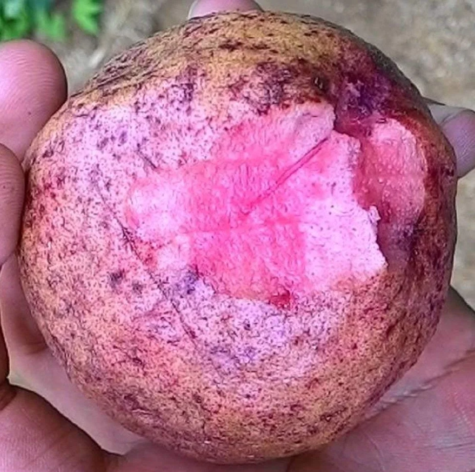 california-tropical-thai-maroon-guava.jpg