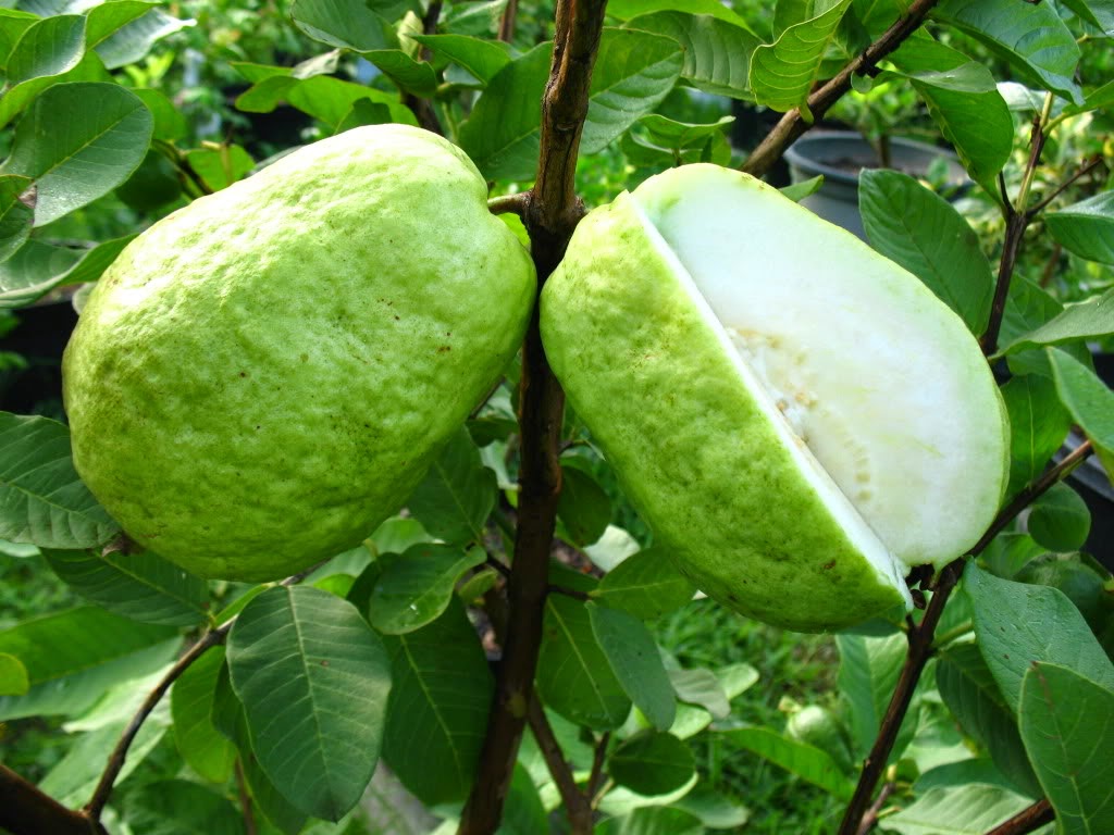 نبات الجوافة الاستوائية