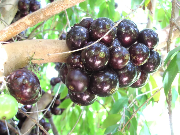 Jaboticaba Trees for Sale in Southern California — California Tropical ...