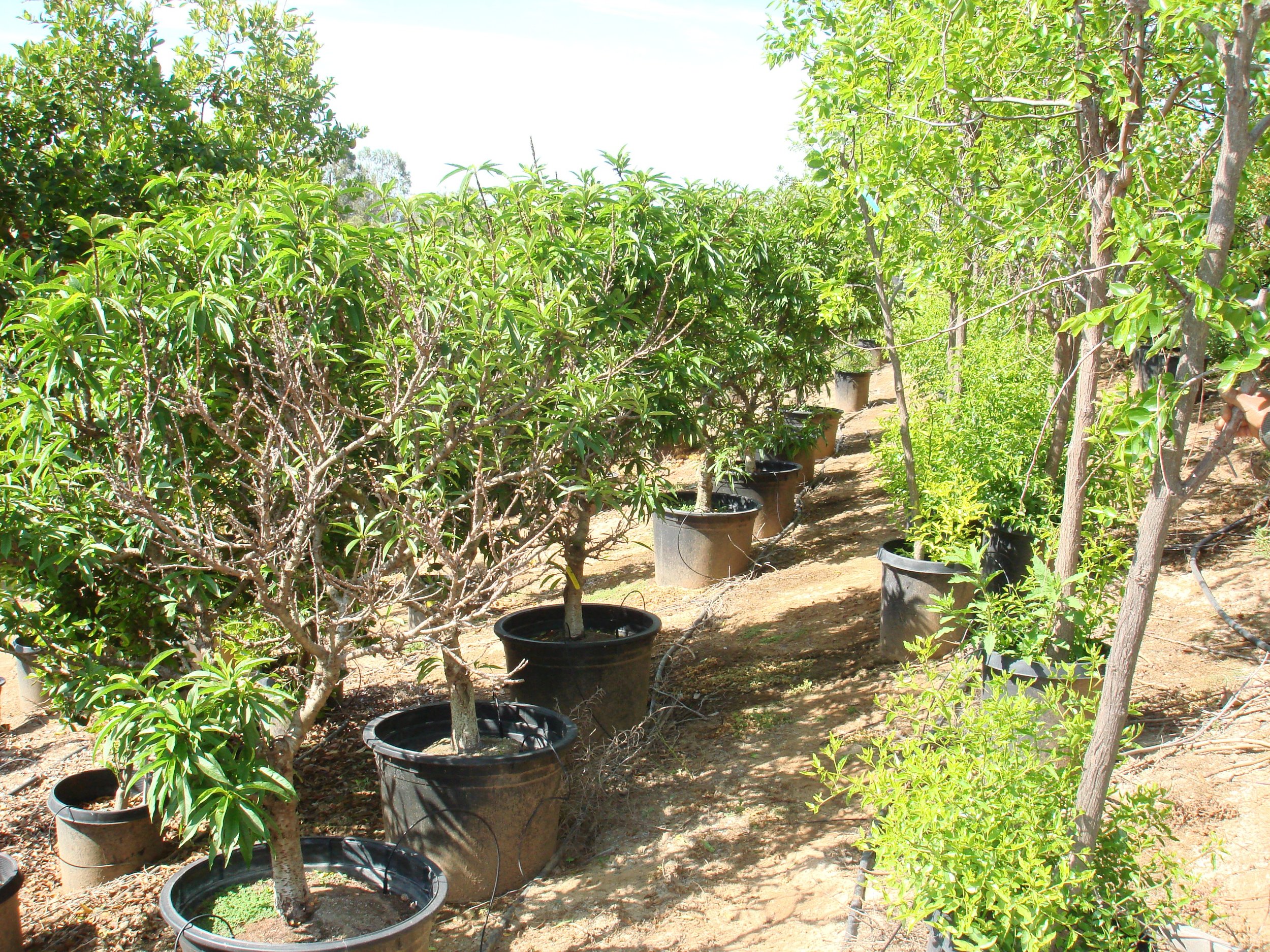 Our Inventory — California Tropical Fruit Tree Nursery