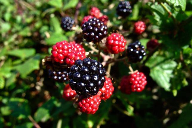 california-tropical-blackberry-2.jpg