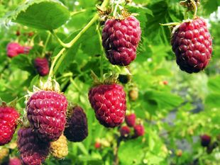 california-tropical-indian-summer-red-raspberry.jpg