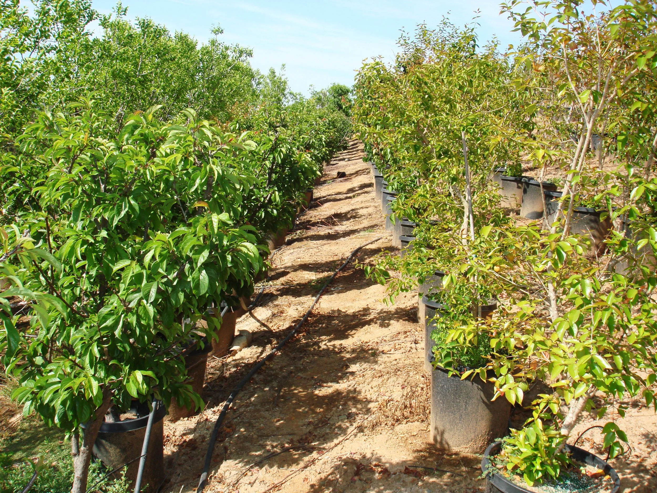 About Us — California Tropical Fruit Tree Nursery