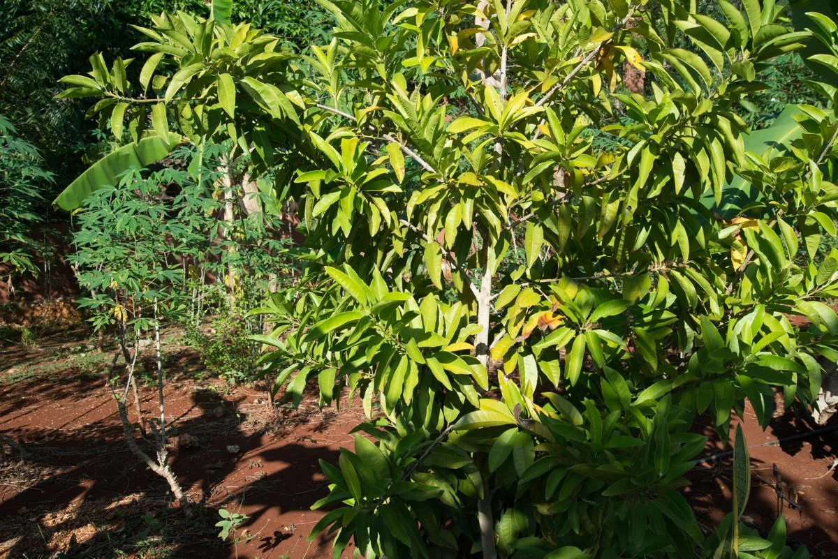 california-tropical-allspice-shrub.jpg