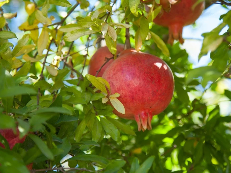 california-tropical-field-sweet-pomegranate-2.jpg