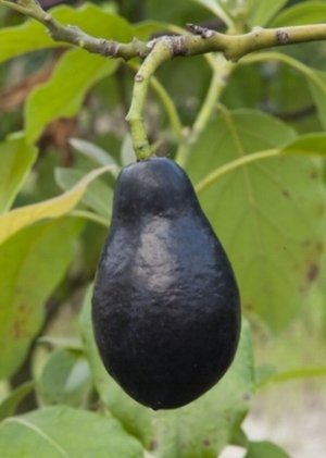 Avocado — California Tropical Fruit Tree Nursery