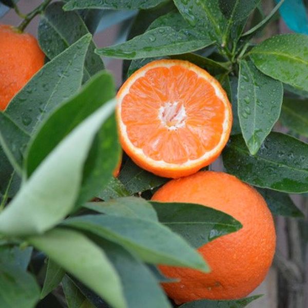 MALTESE MANDARINE SEEDS x10 Plant Bio Eco Tangerine edible fruit tree Citrus 