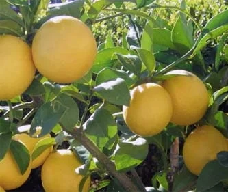 california-tropical-meyer-lemon-1.jpg