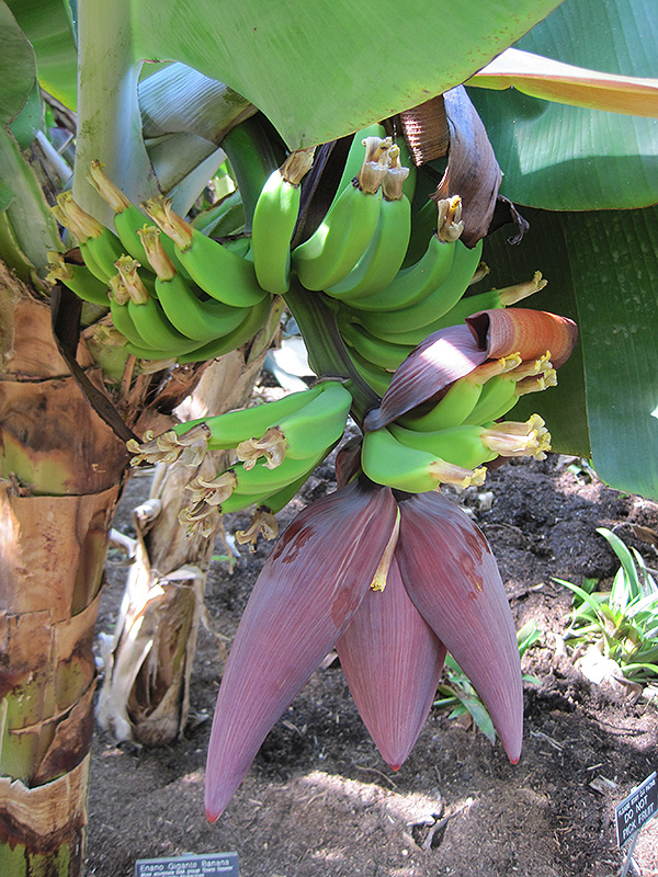 Banana California Tropical Fruit Tree Nursery