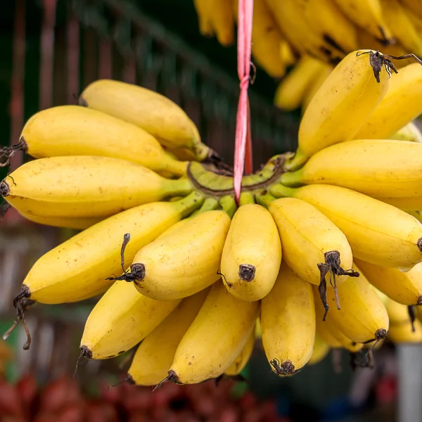 california-tropical-lady-finger-banana-1.jpg