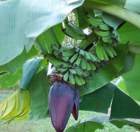 Banana California Tropical Fruit Tree Nursery