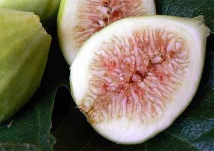 california-tropical-excel-fig-1.jpg