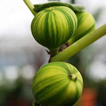 california-tropical-panache-fig-1.jpg