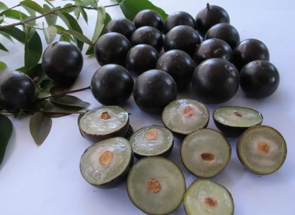 california-tropical-jaboticaba-1.jpeg