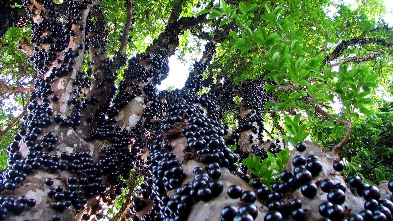 Jaboticaba Trees for Sale in Southern California — California Tropical ...