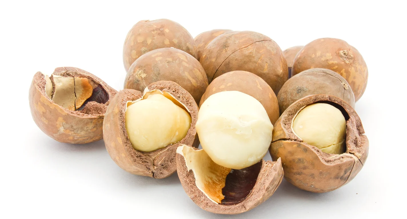 Macadamia — California Tropical Fruit Tree Nursery