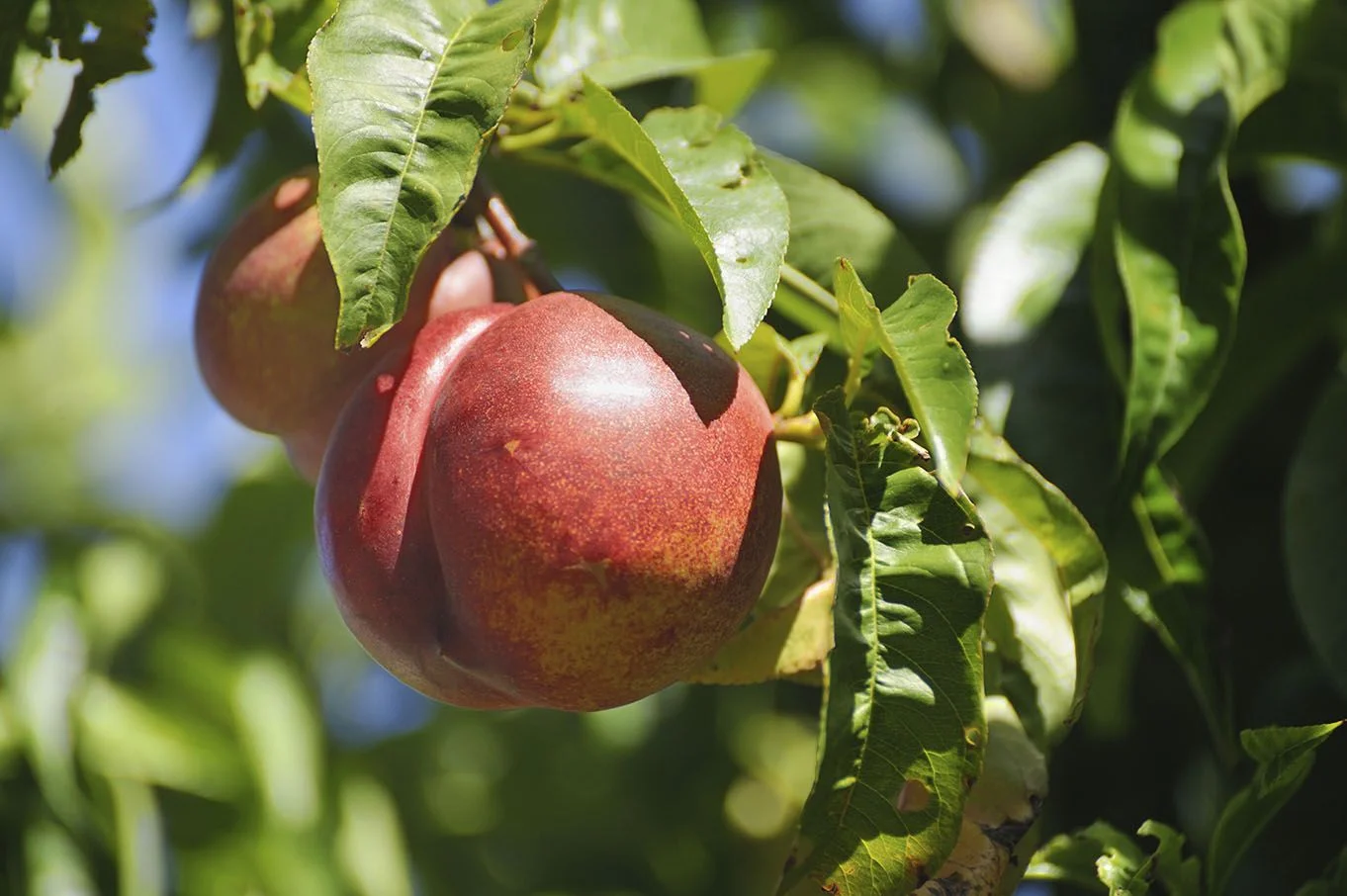 california-tropical-spice-zee-nectaplum-1.jpg
