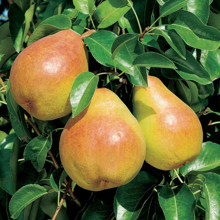 Pear — California Tropical Fruit Tree Nursery