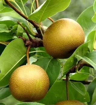 california-tropical-20th-century-pear-1.jpg