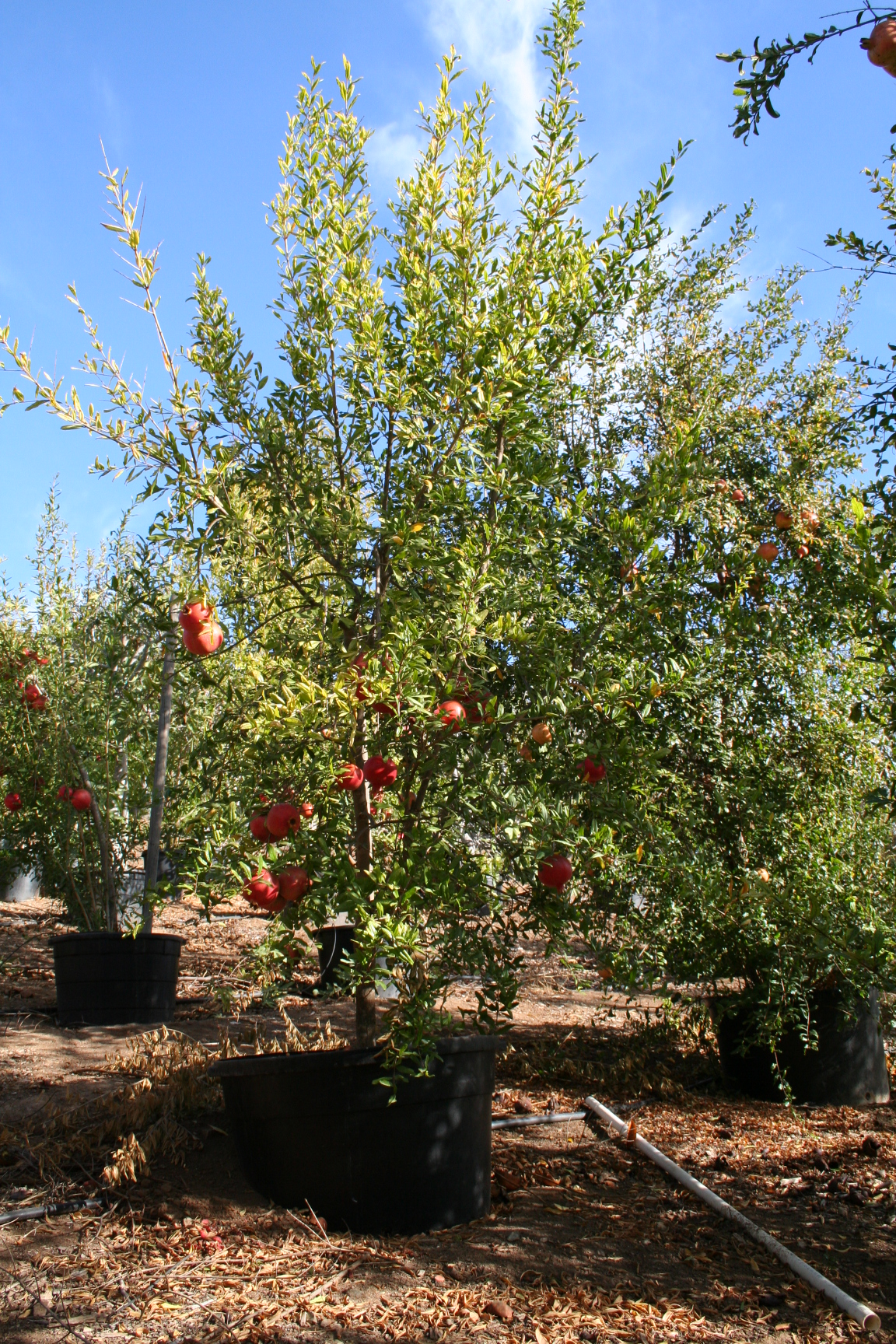 Field Sweet Pomegranate (2).JPG