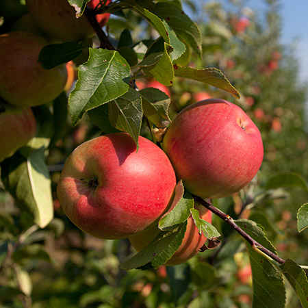 Anna-Apple-Tree-450w.jpg