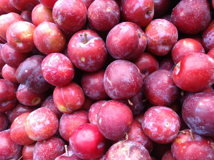 Plum Trees for Sale in Southern California — California Tropical Fruit ...