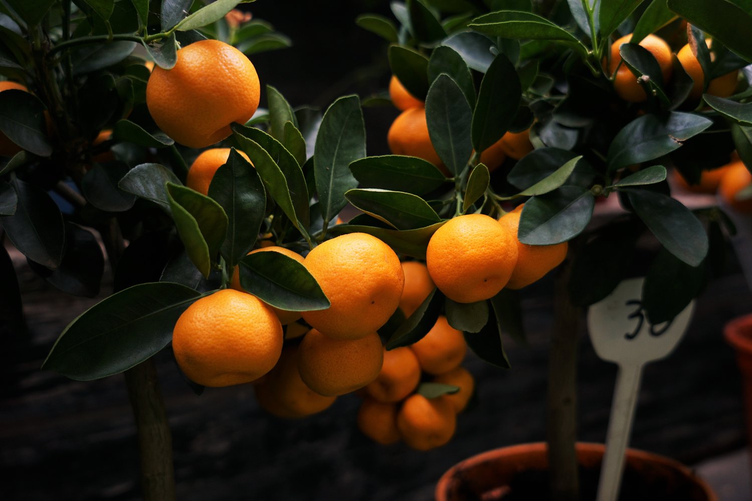 Orange California Tropical Fruit Tree Nursery California Tropical Fruit Tree Nursery
