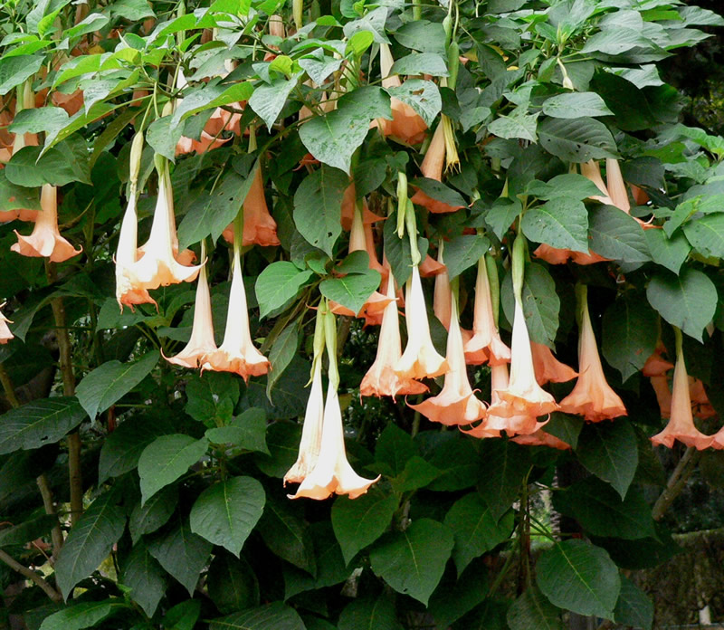 Datura — California Tropical Fruit Tree Nursery