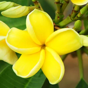 yellow plumeria.jpg