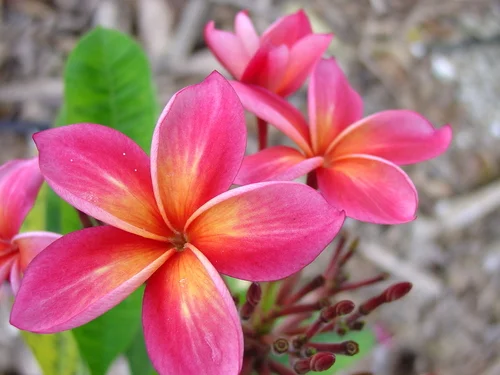 angus plumeria.jpg