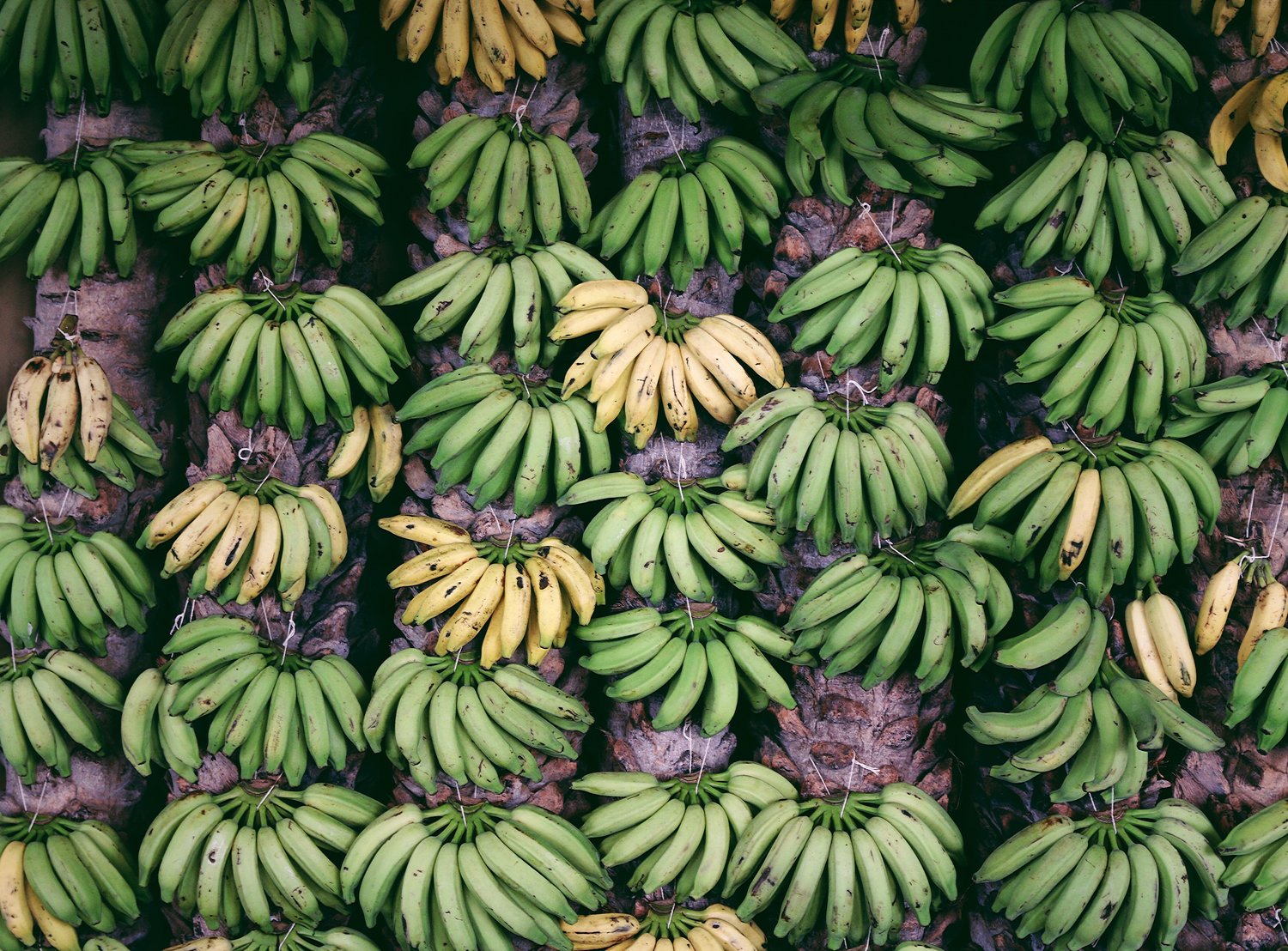 Banana California Tropical Fruit Tree Nursery