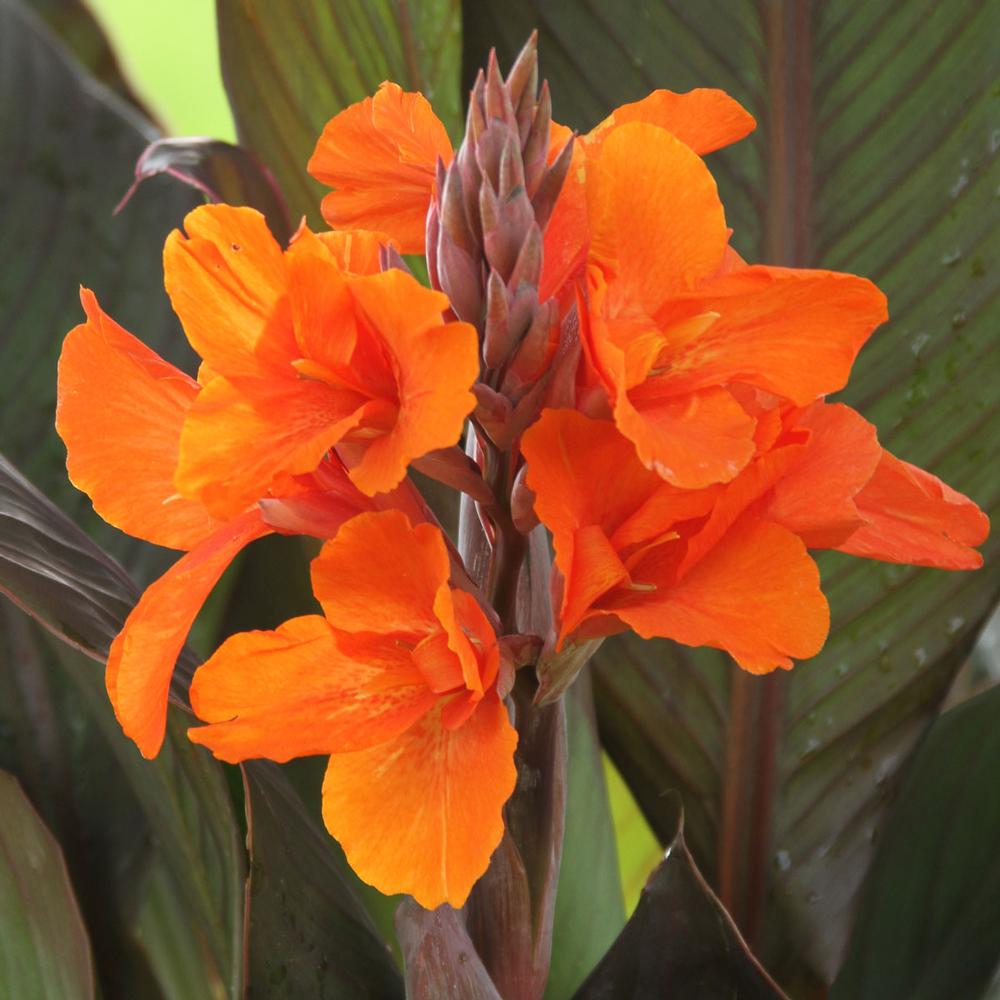 Canna Flower — California Tropical Fruit Tree Nursery