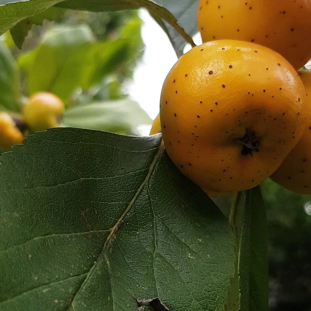 Tejocote — California Tropical Fruit Tree Nursery