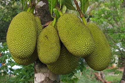 jackfruit.jpg