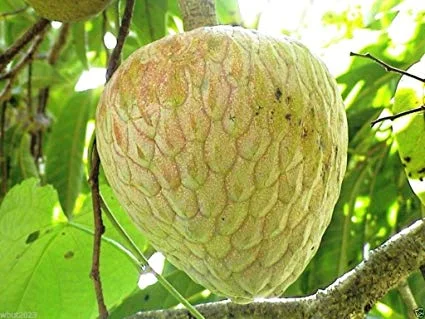 custard apple.jpg