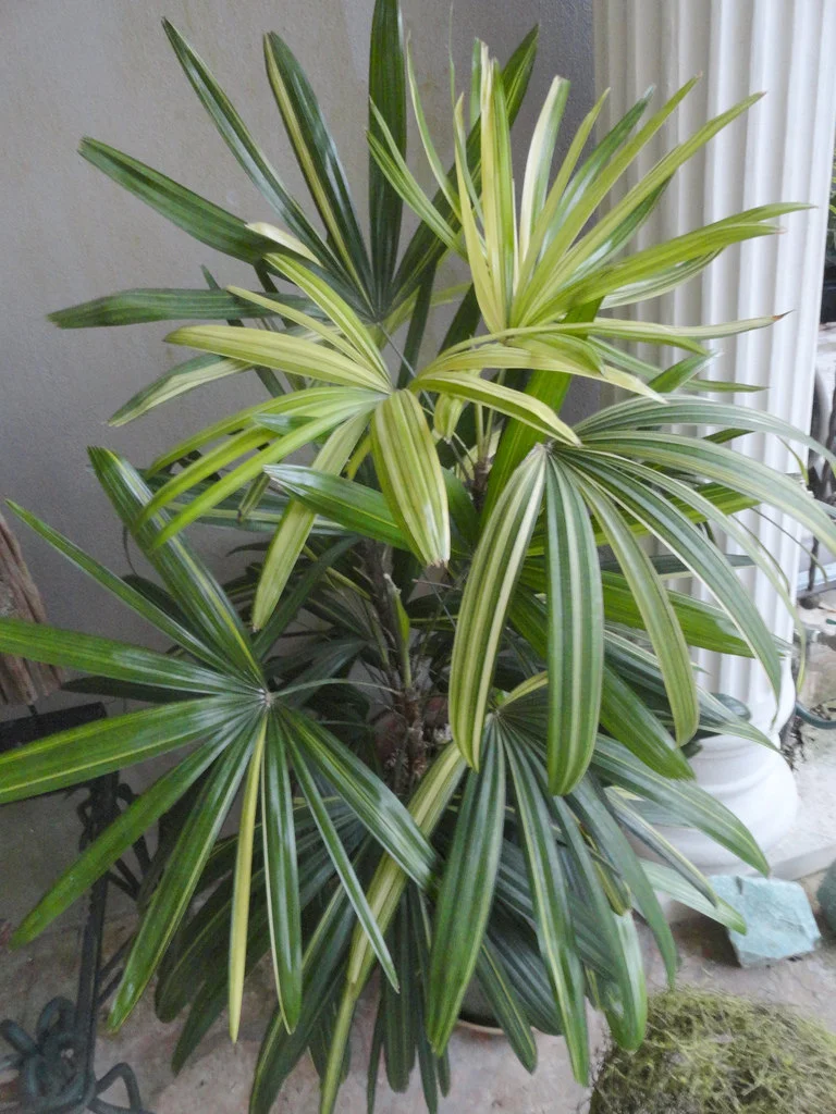 variegatedpalm.jpg