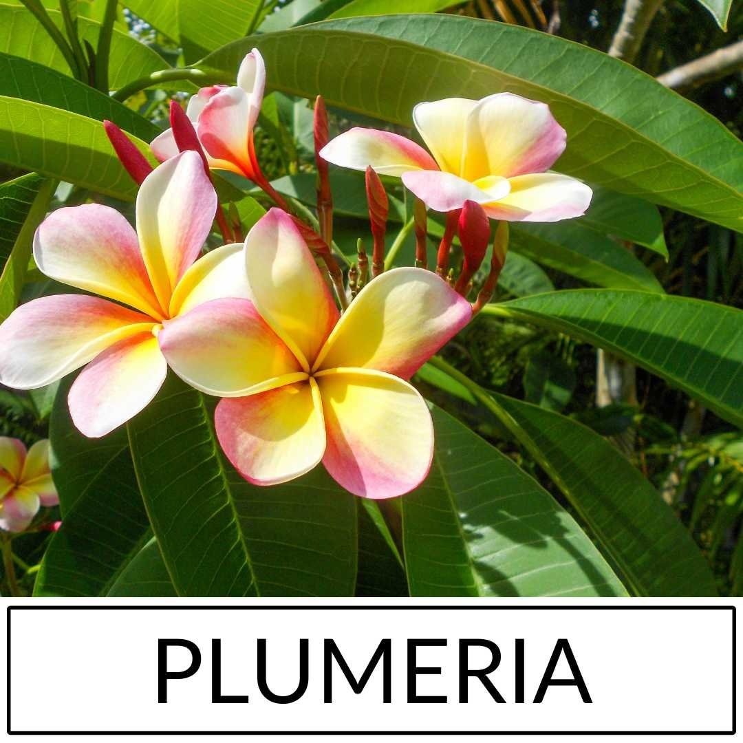 Plumeria