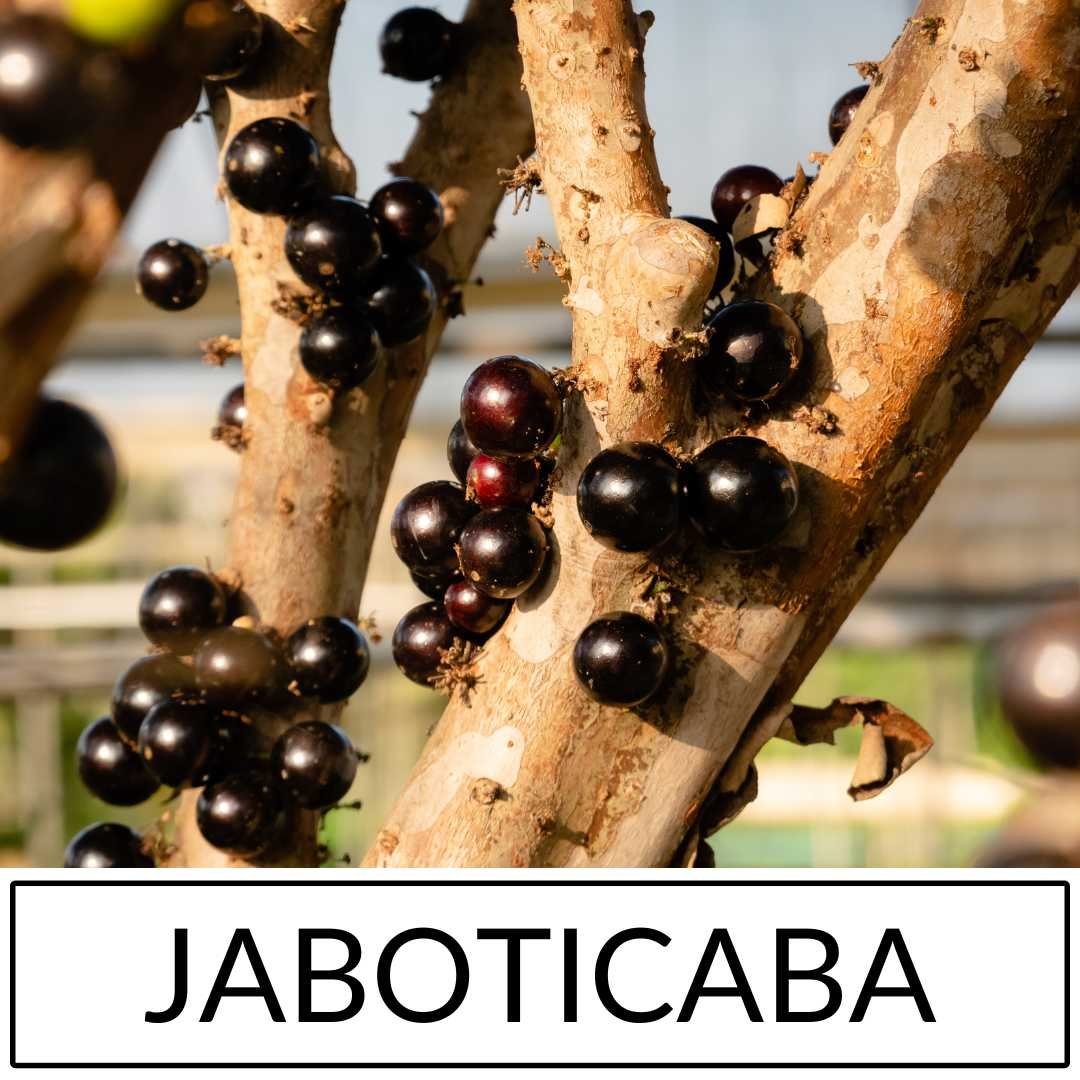 Jaboticaba