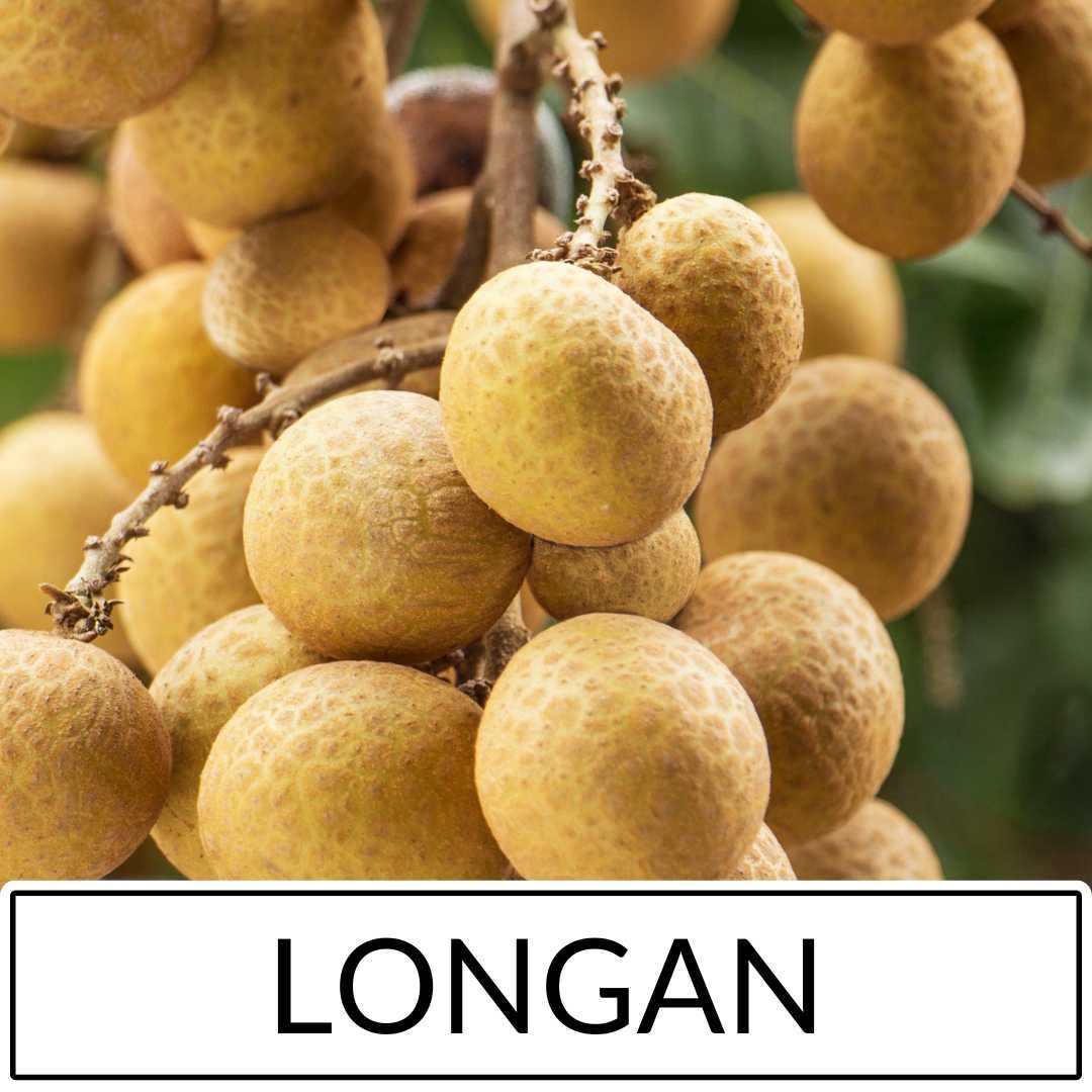 Longan Fruit